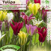 tulipe viridiflora en melange